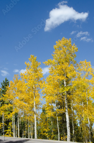 Aspens in Colorado Vertical