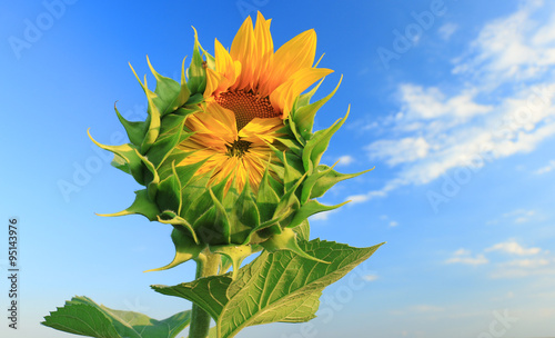 Sunflower young bud blooming