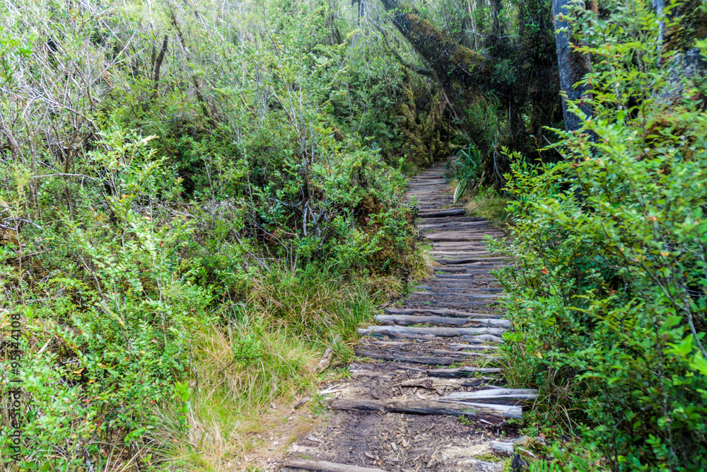 Boardwalk on a trekking trail in a forest in National Park Chiloe, Chile Boardwalk on a trekking trail in a forest in National Park Chiloe, Chile