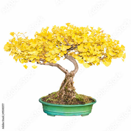 bonsai tree of ginkgo