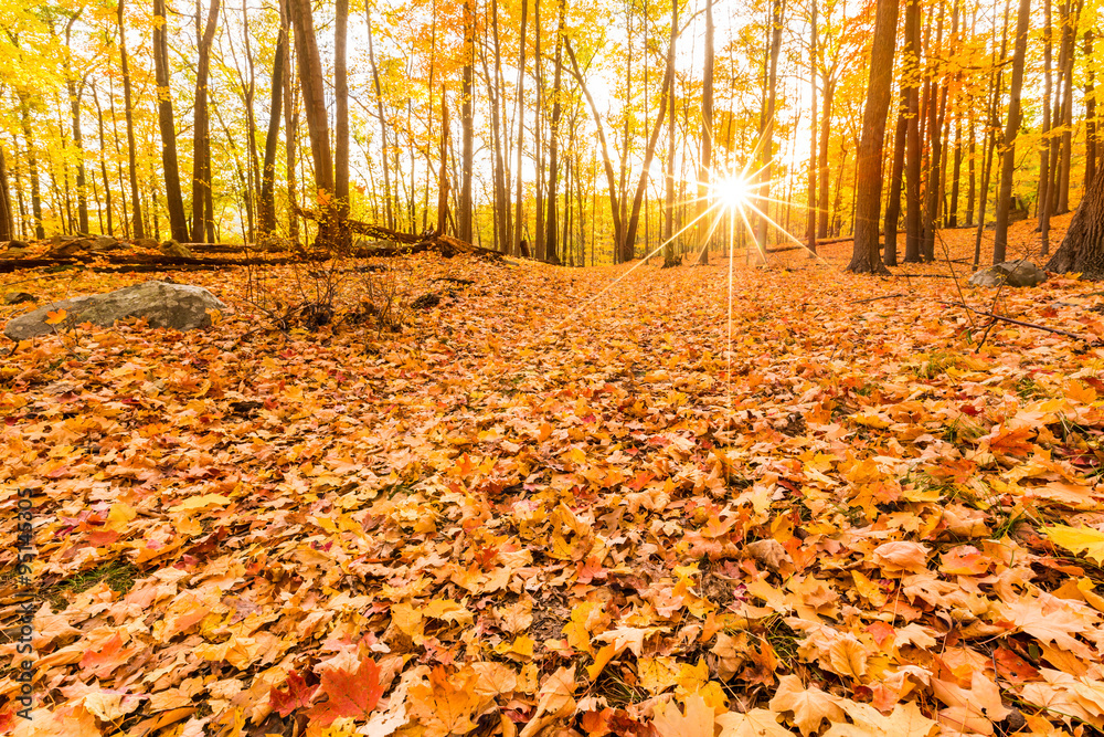 Fototapeta premium Fallen leaves and fall foliage lit by sunset sunbeams, shining through the forest trees, at Bear Mountain state park, New York