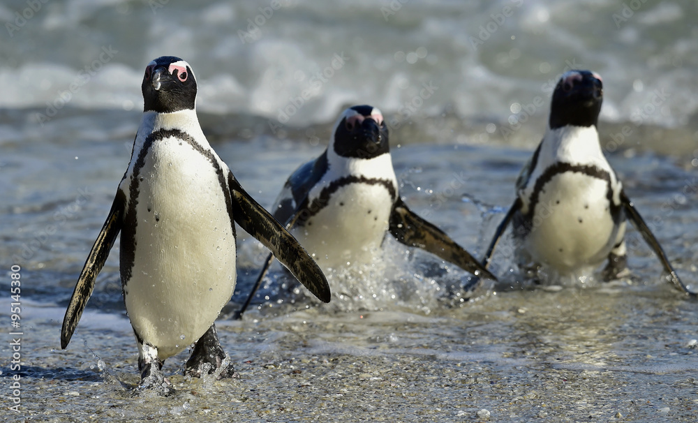 Fototapeta premium African penguins (spheniscus demersus)