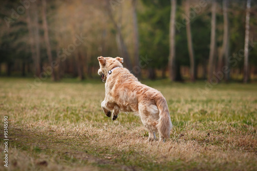 Dog breed Golden retriever © annaav