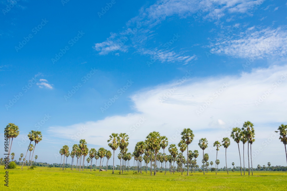 Obraz premium Sugar palm trees in the field on blue sky ,thailand
