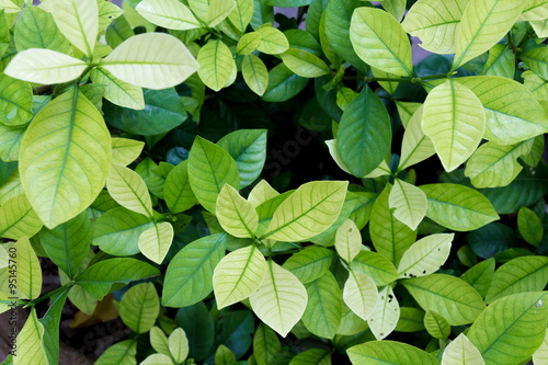 Wallpaper Mural Beautiful Green leaves texture Torontodigital.ca