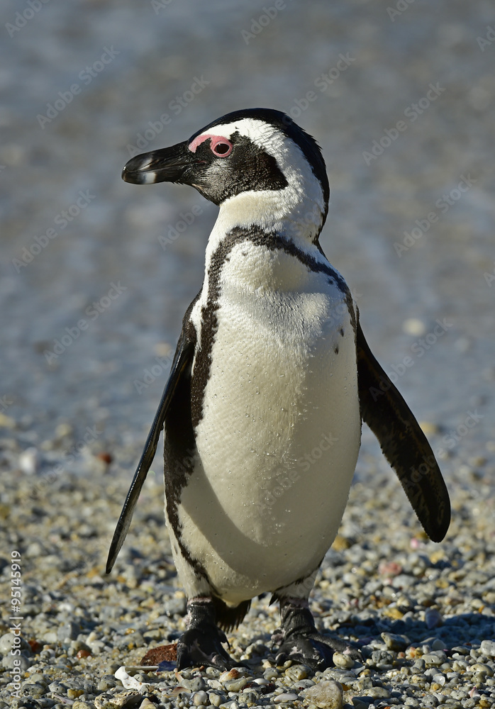 Naklejka premium African penguin (spheniscus demersus) at the Boulders colony. South Africa