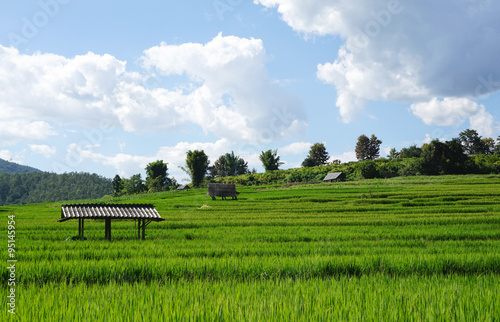rice field with mountain background