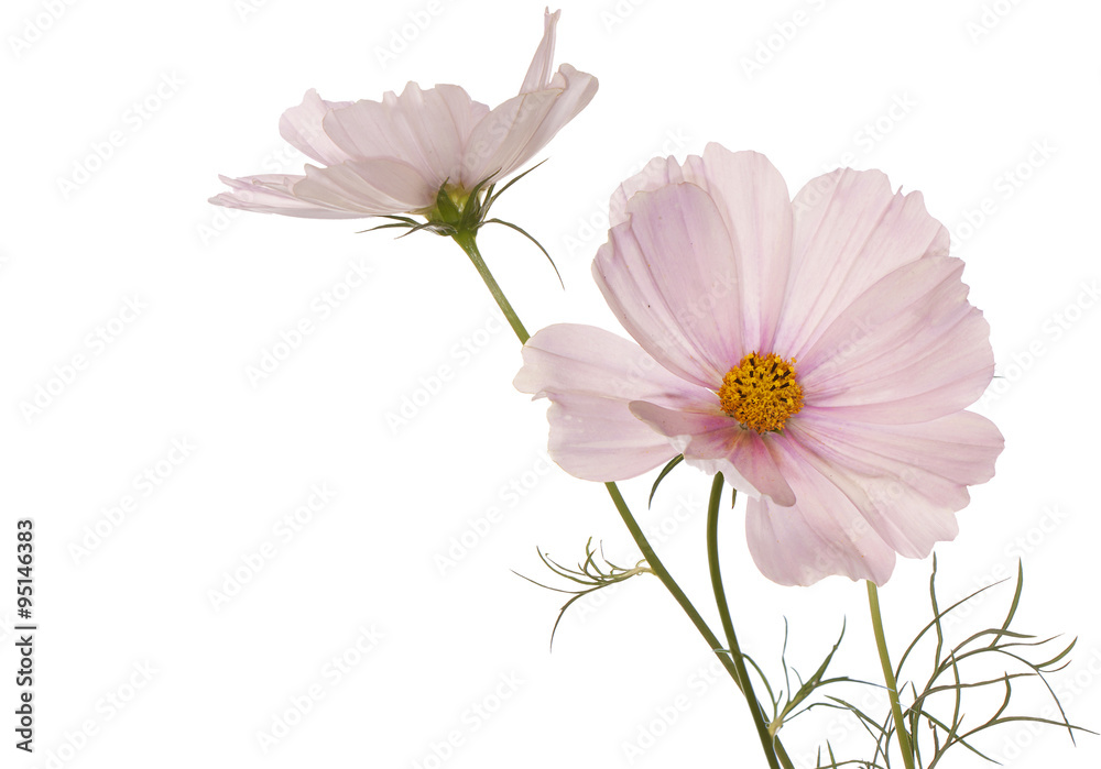 Spring flowers on a white background isolated
