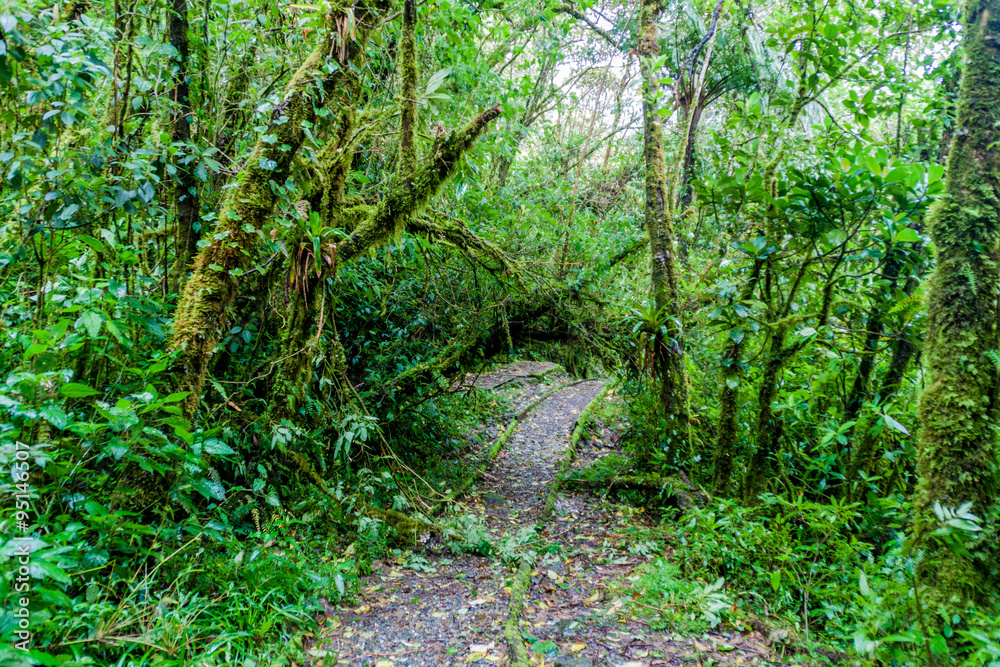 Obraz premium Hiking trail in National Park Podocarpus, Ecuador