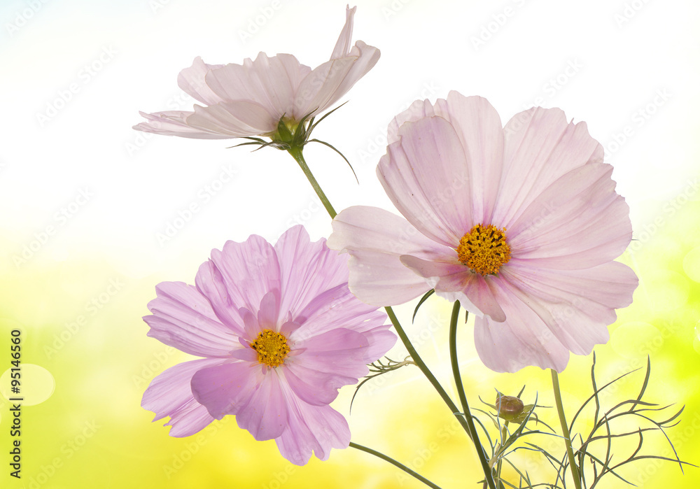 Spring flowers on a morning abstract beautiful nature background