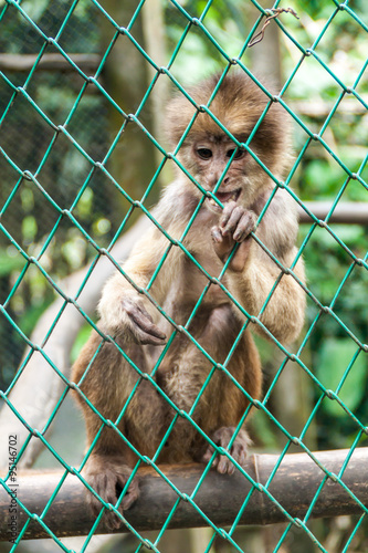 Capuchin monkey in Amazon Animal Orphanage Pilpintuwasi in village Padre Cocha near Iquitos, Peru photo
