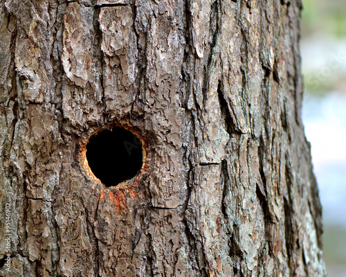 Round Woodpecker Hole in Trunk of Tree