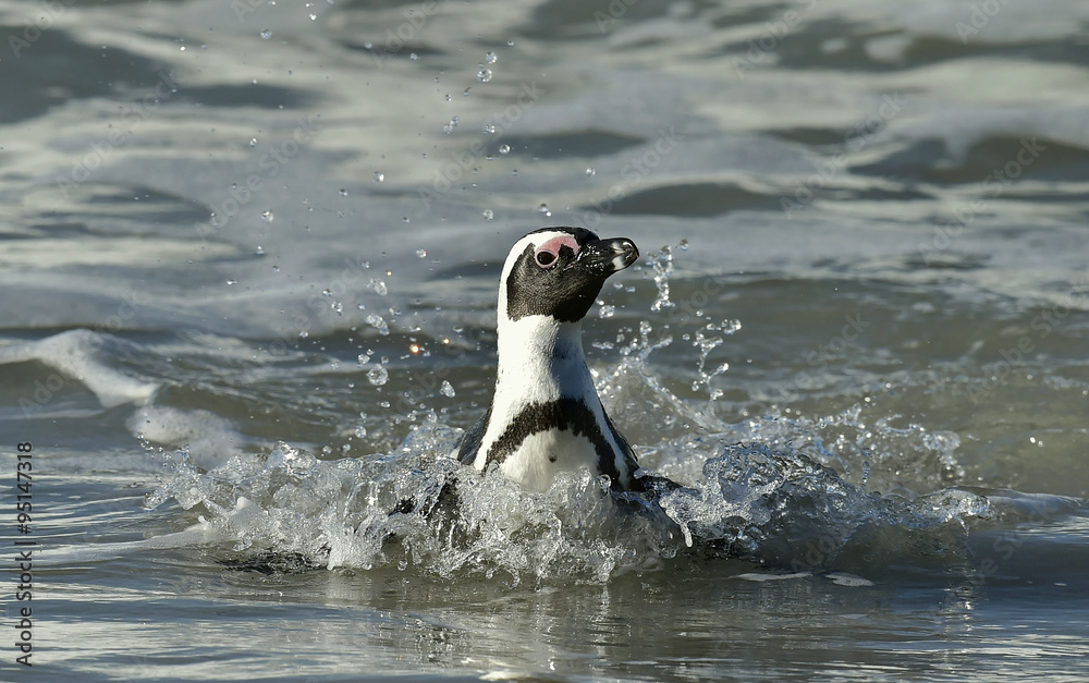 Fototapeta premium Portrait of African penguin (spheniscus demersus)