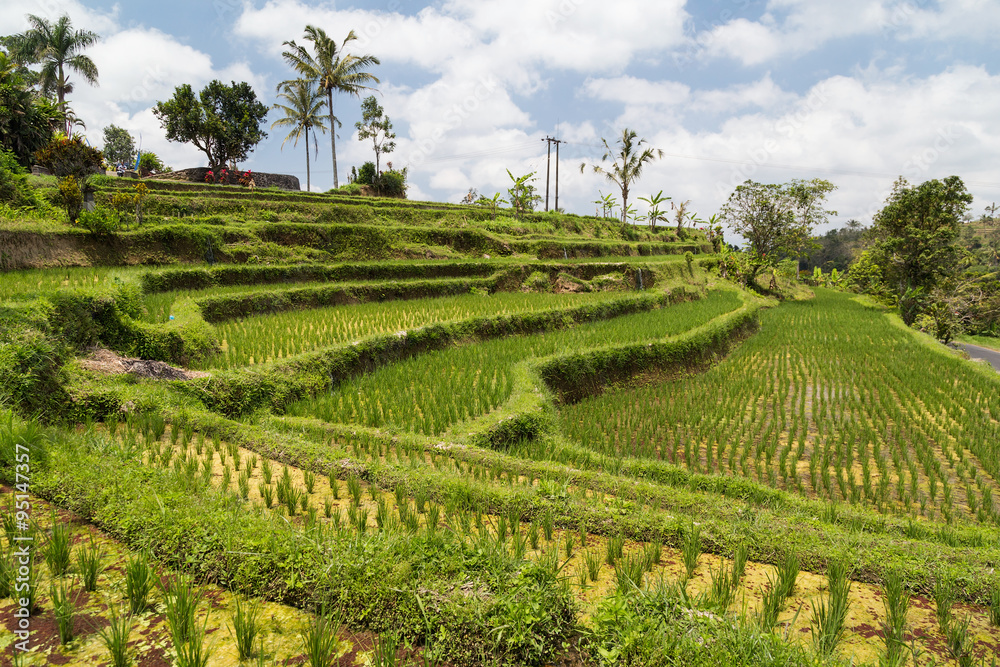 View of rice terraces in Bali with water  flowing