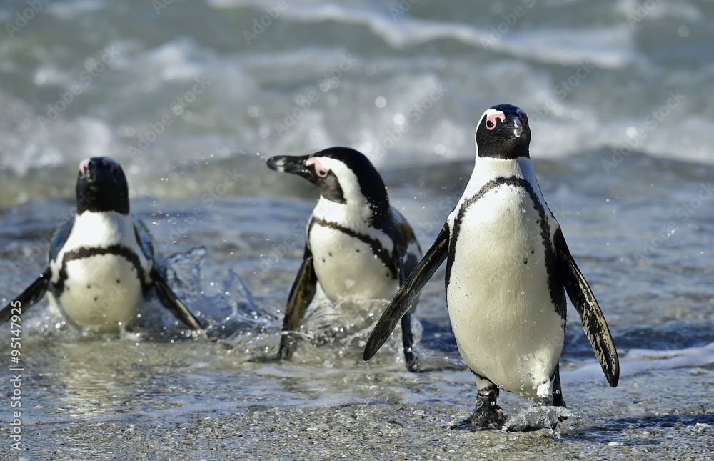 Fototapeta premium African penguins (spheniscus demersus)