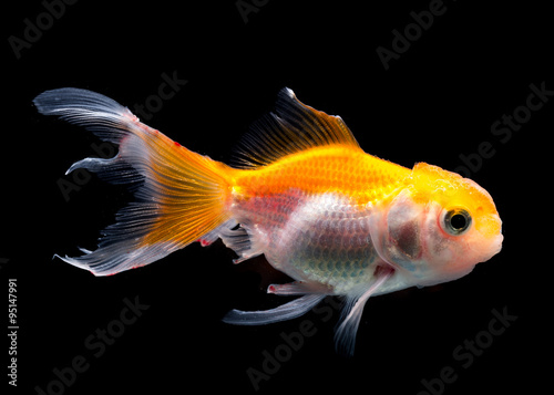 Side profile goldfish