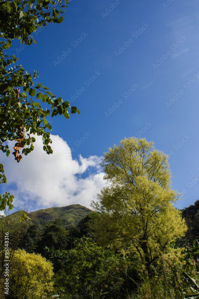 young leaf on tree and blue sky