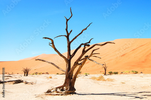 Dead Tree - Sossusvlei - Namibia