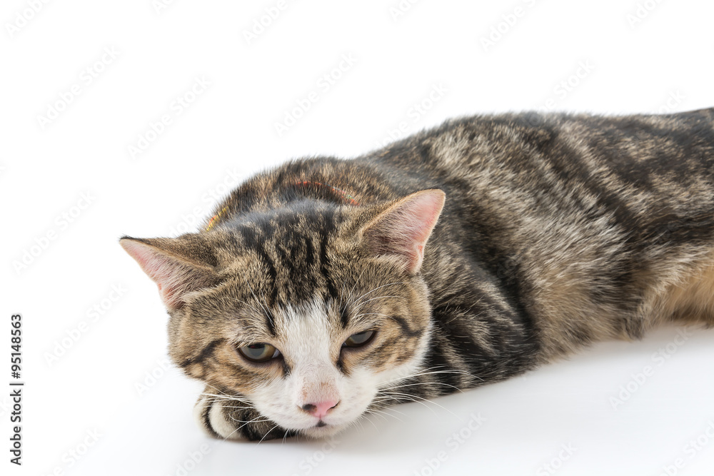 Fototapeta premium grey cat