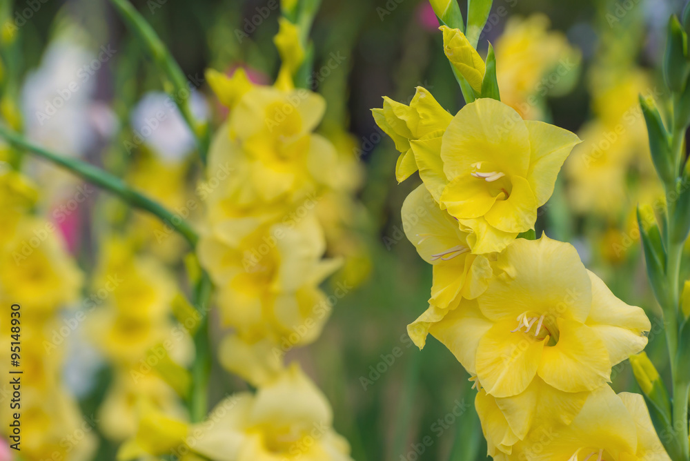 Bunch of colorful Gladiolus flowers in garden Bunch of colorful Gladiolus flowers in garden