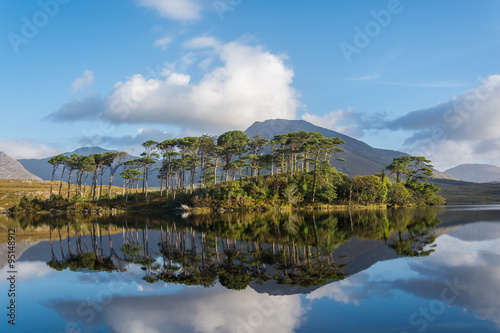 Pine Island, Connemara National Park, Ireland photo