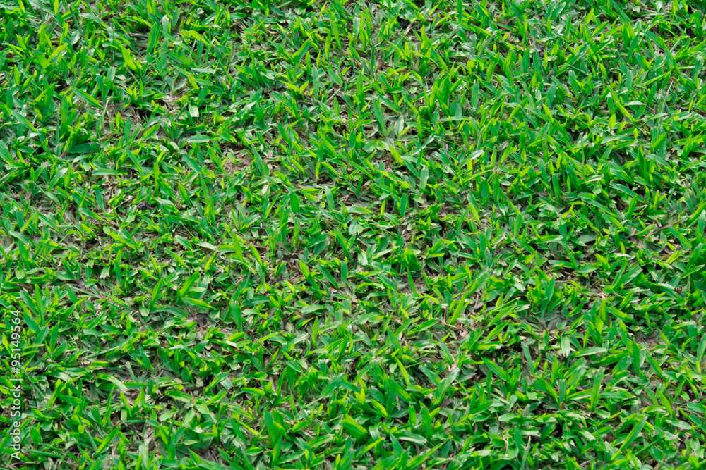 Green grass Green grass
