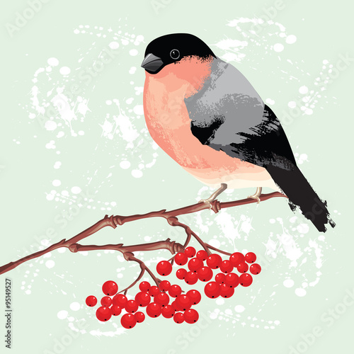 Bullfinch on branch of rowan tree. Background with splash of paint
