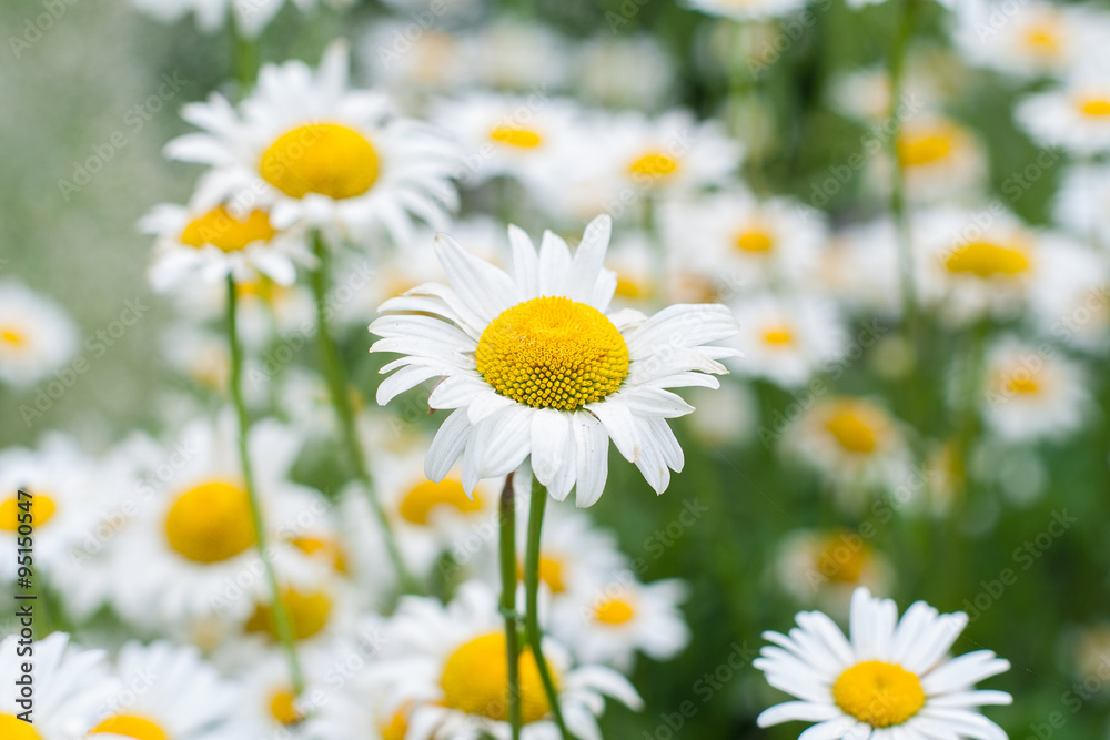 Field of camomiles flowers