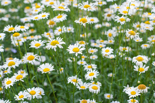 Field of camomiles flowers