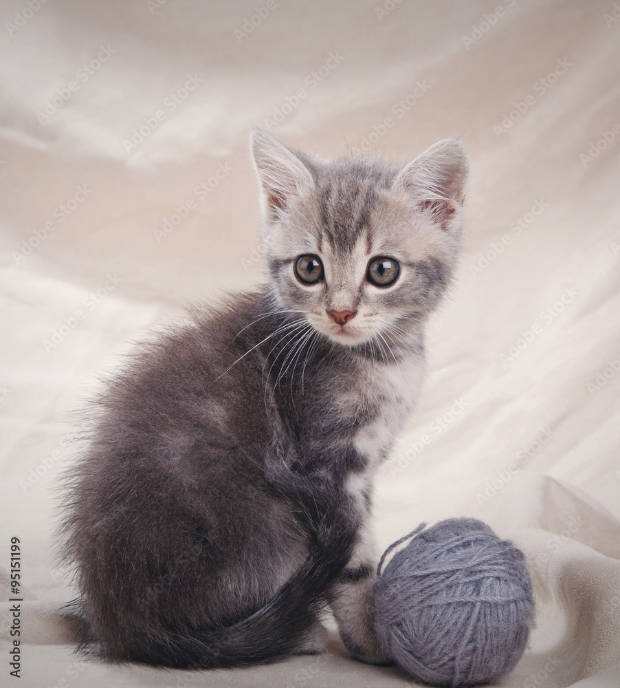 striped gray kitten 