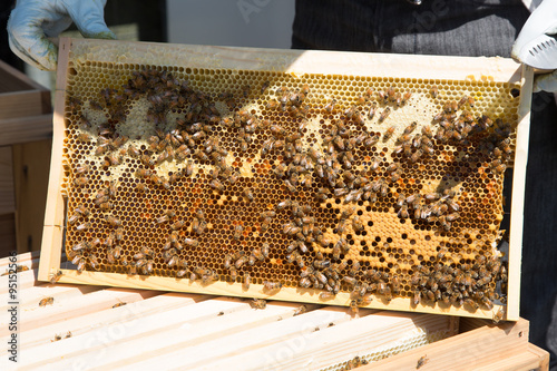日本の養蜂業