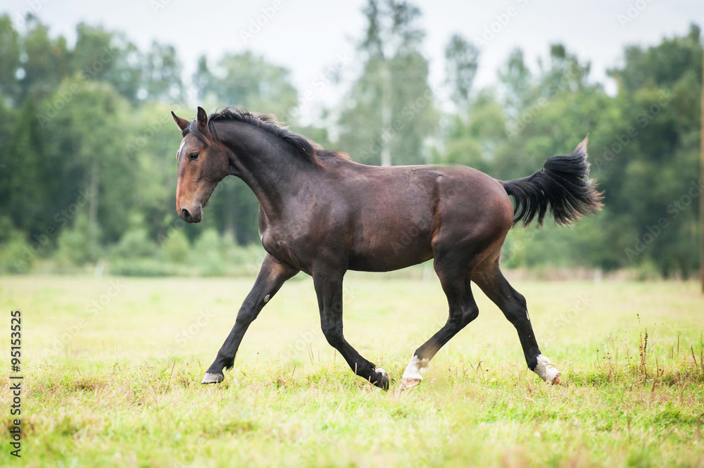Beautiful free horse running trot on the pasture Beautiful free horse running trot on the pasture