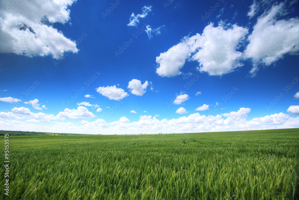 Sky with fluufy clouds over the fresh green fields Sky with fluufy clouds over the fresh green fields
