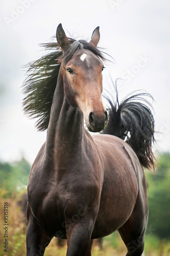 Portrait of beautiful free horse running on the pasture
