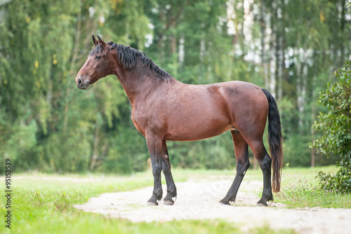 Beautiful latvian horse in summer