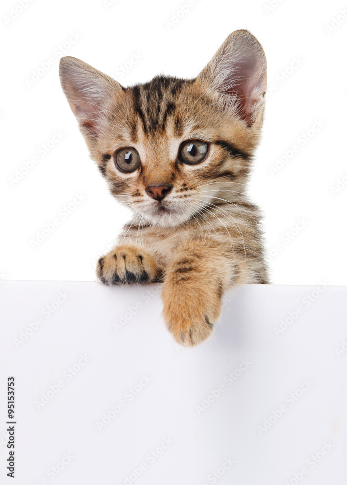 brown kitten with empty board brown kitten with empty board