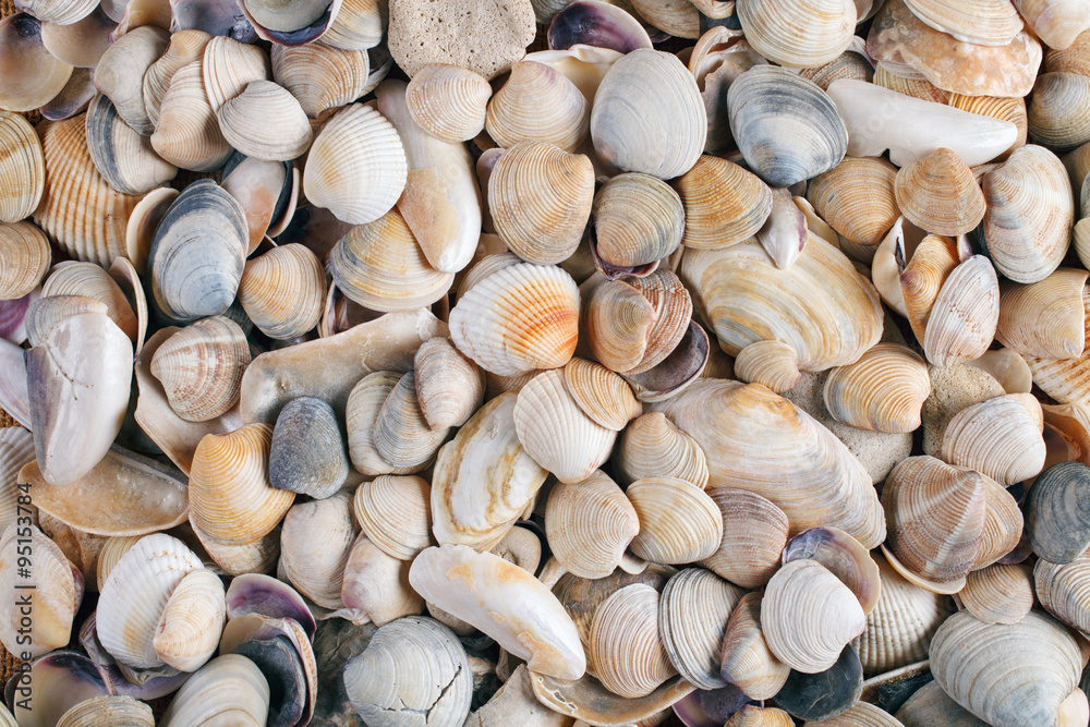 sea shells background