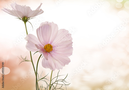 Spring light pink flowers 