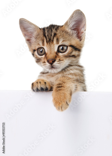 brown kitten with empty board