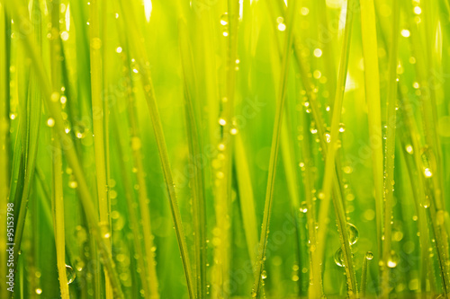 Morning dew  green grass and water drops background