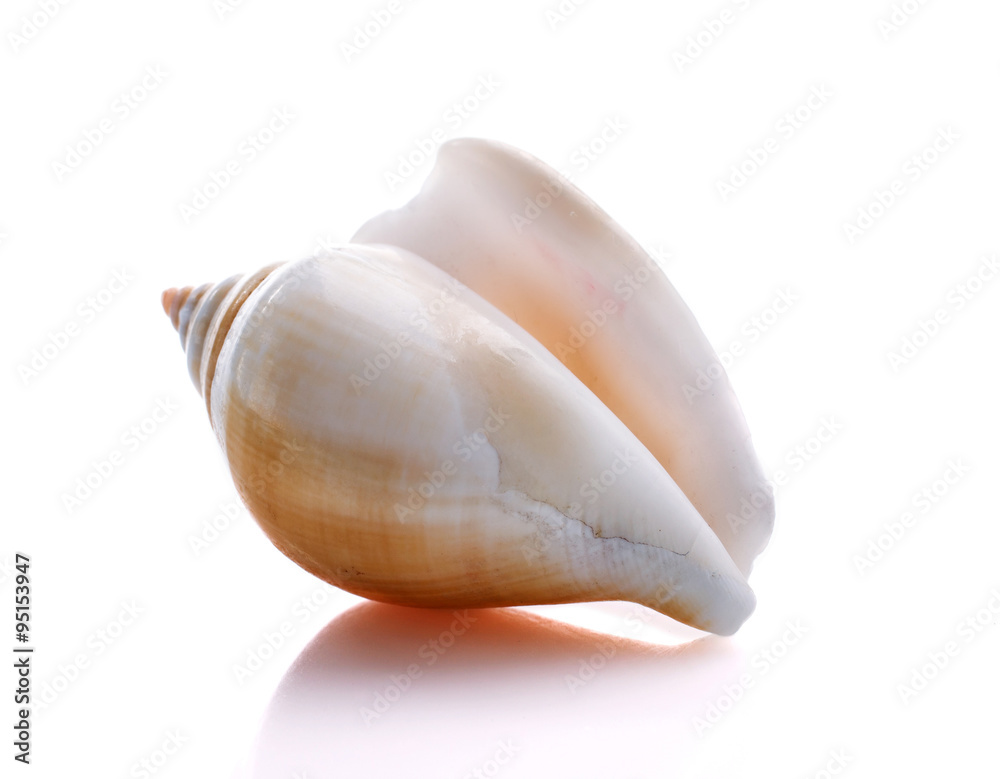Sea shell isolated on white background Sea shell isolated on white background