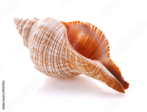 Sea shell isolated on white background