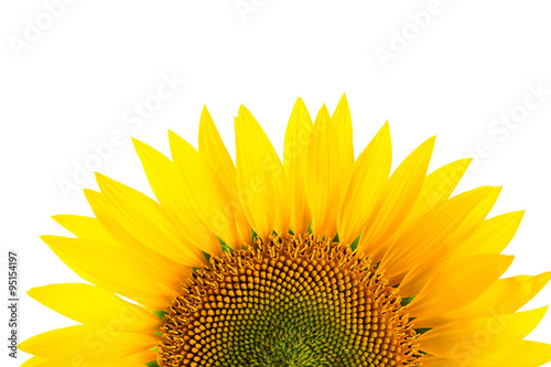 Sunflower detail, isolated on white