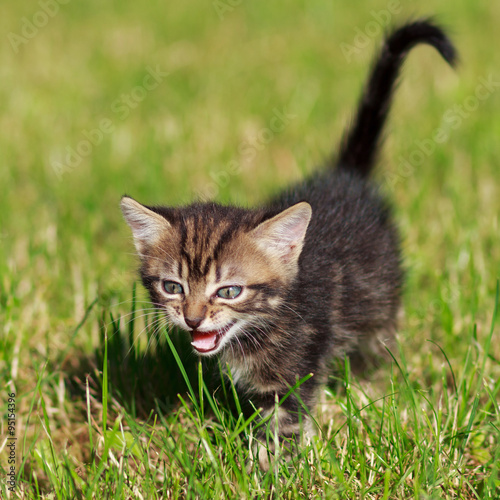 striped cat playing in the grass