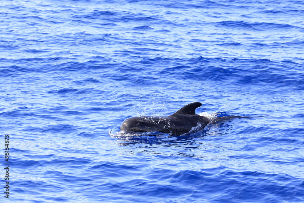 Fototapeta premium Grindwal (Globicephala melas) vor Teneriffa