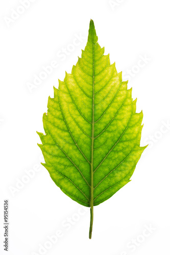 Fresh green leaf texture, isolated over white background
