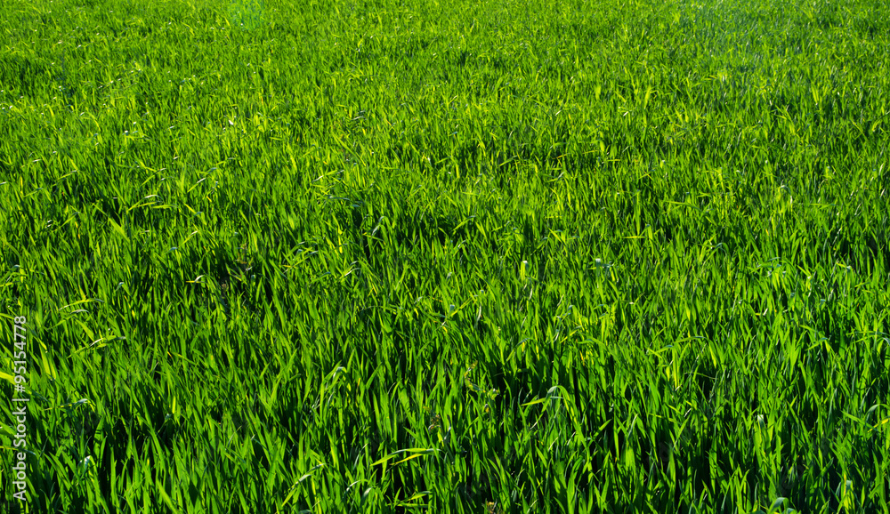 grass texture grass texture