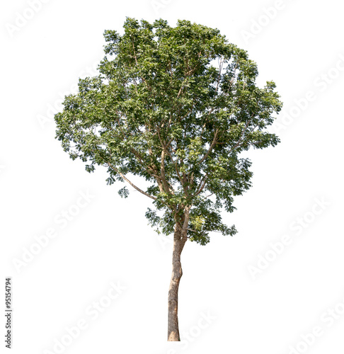 Big tall tree isolated on white background
