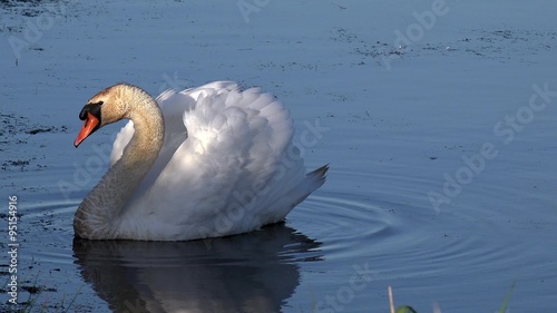 swan swimming in the lake  photo