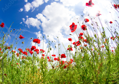 Field of bright red corn poppy flowers in summer